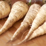 Hollow Crown Parsnip (Pastinaca sativa)