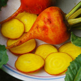 Golden Detroit Beet  (Beta vulgaris)