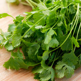 Cilantro, Slo-Bolting (Coriandrum sativum)