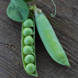 Thomas Laxton Garden Pea (Pisum sativum)