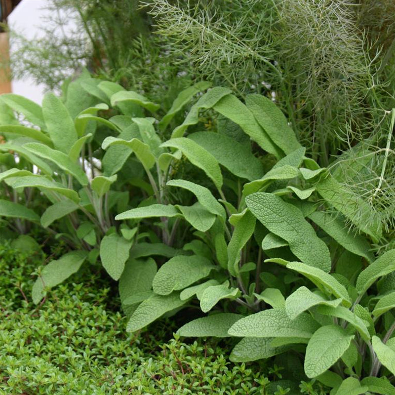 Broadleaf Sage Roots Sage, Broadleaf (Salvia officinalis) – MySeedsCo