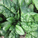 Bloomsdale Spinach (Spinacia oleracea)