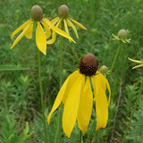 Tall Prairie Flower Mix