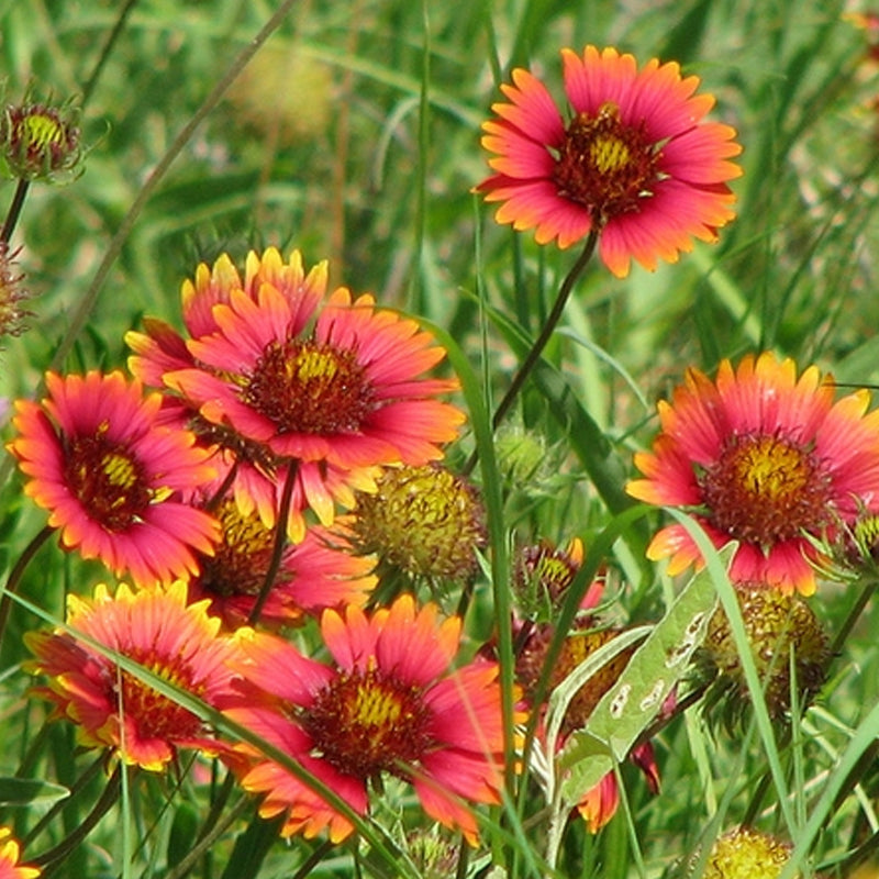 southeast wildflower seeds Southeast Mix 1 lb