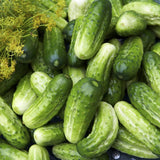 Boston Cucumber, Pickling (Cucumis sativus)