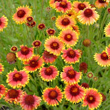 Honey Bee Flower Mix, Flower Seeds