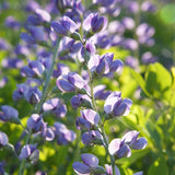 Eastern Pollinator Mix, Flower Seeds