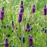 Short Prairie Flower Mix