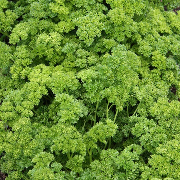Parsley