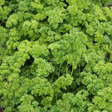 Parsley, Triple Curled (Petroselinum crispum)