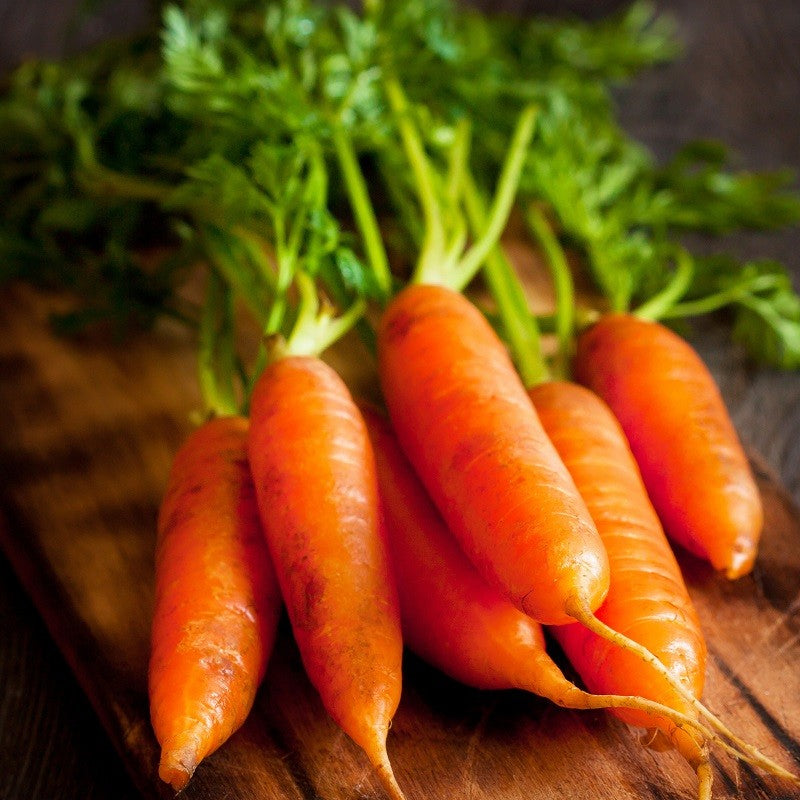 Danvers 126 Carrot (Daucus carota)