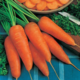 Chantenay Red Cored Carrot (Daucus carota)