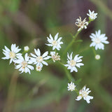 Native Perennial Mix