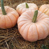 Porcelain Doll F1 Pink Pumpkin (Cucurbita maxima)