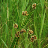 Wet Meadow Mix