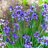 Northwest Native Mix, Flower Seeds