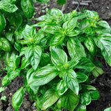 Basil,  Italian Large Leaf (Ocimum basilicum)