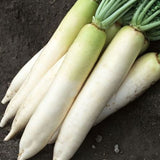 Minowase White Radish (Raphanus sativus)