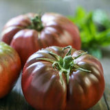 Brandywine Black , Standard (Slicing) Tomato (Lycopersicon esculentum)