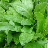 Sorrel, Large Leaf (Rumex acetosa)