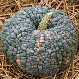 Marina di Chioggia Squash, Winter (Cucurbita maxima)