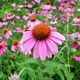 Native Perennial Mix