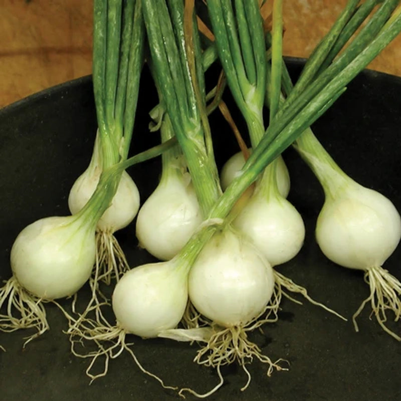 Crystal White Wax Onion, Short-Day (Allium cepa)