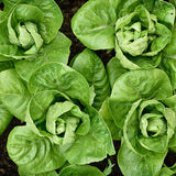 Little Gem Cos, Romaine Lettuce (Lactuca sativa)