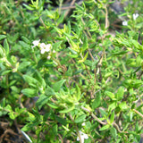 Thyme, German or Winter (Thymus vulgaris)