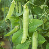 Dwarf Grey Sugar Pea, Edible Pod (Pisum sativum)