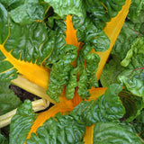 Canary Yellow Swiss Chard (Beta vulgaris cicla)