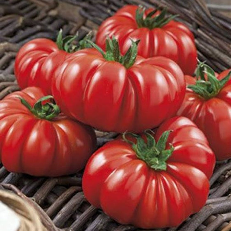 Costoluto Genovese, Standard (Slicing) Tomato (Lycopersicon esculentum)
