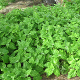 Spinach, New Zealand Spinach (Tetragonia tetragonoides)