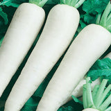 Minowase White Radish (Raphanus sativus)