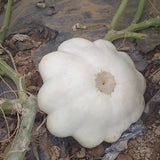 Scallop Early White Bush Squash, Summer (Cucurbita pepo)