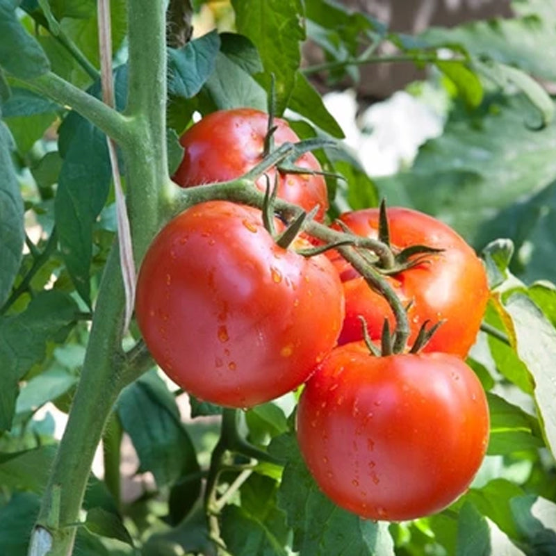 Floradade Tomato, Standard (Slicing) Tomato (Lycopersicon esculentum)