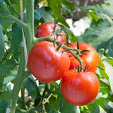 Floradade Tomato, Standard (Slicing) Tomato (Lycopersicon esculentum)