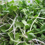 White Stem (Intermediate) Radish, Sprouting (Raphanus sativus)