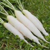 White Icicle Radish (Raphanus sativus)