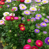Bee Feed Mix, Flower Seeds