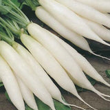 White Icicle Radish (Raphanus sativus)