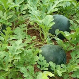 Bush Sugar Baby Watermelon (Citrullus lanatus)