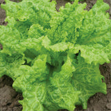 Black Seeded Simpson, Leaf Lettuce  (Lactuca sativa)