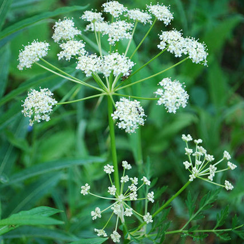 caraway seed plant Caraway (Carum carvi) 0.25 oz (~2500 Seeds)