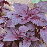 Basil, Red Rubin (Ocimum basilicum)
