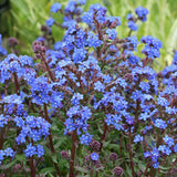 Honey Bee Flower Mix, Flower Seeds