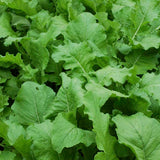 Seven Top Turnip (Brassica rapa)