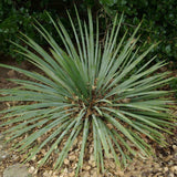 Yucca glauca (Soapweed Yucca, Soapweed, Great Plains Yucca)