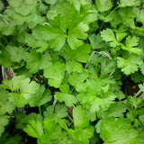 Parsley, Plain Single (Petroselinum crispum)