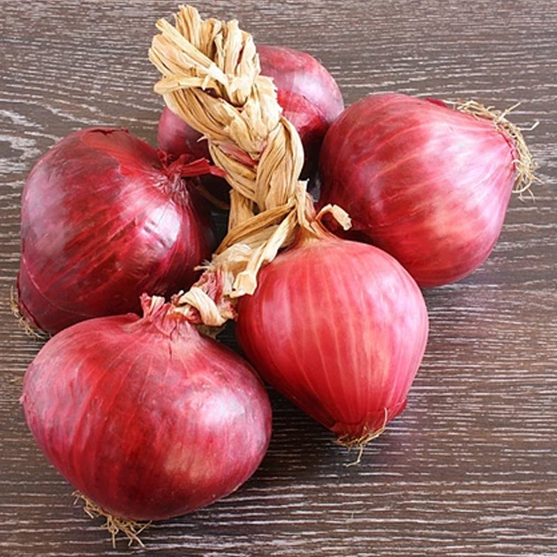 Red Burgundy Onion, Short-Day (Allium cepa)